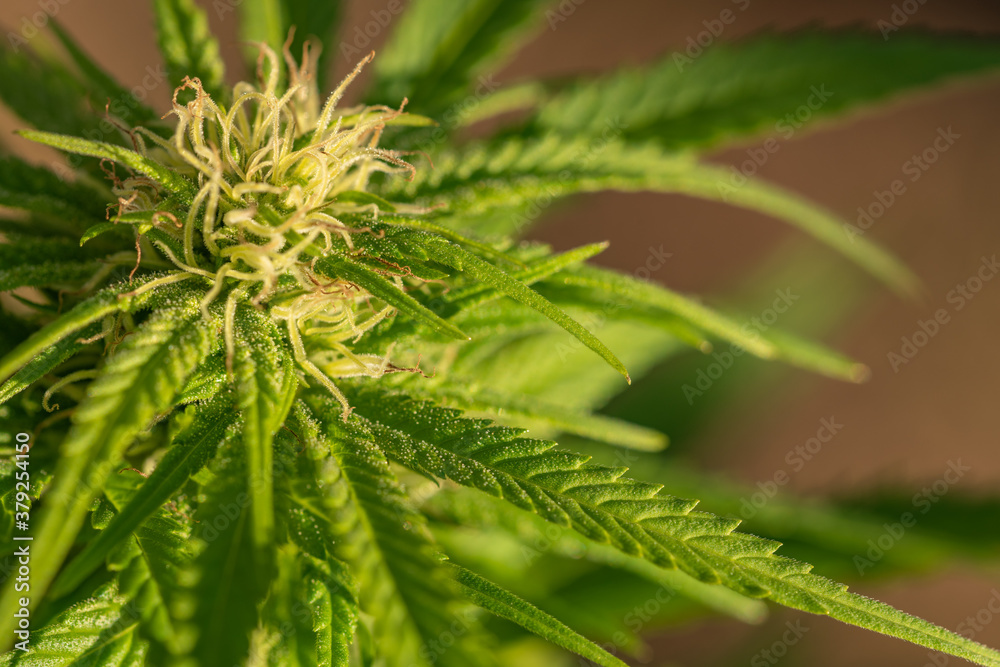 Almost mature cannabis bud landscape