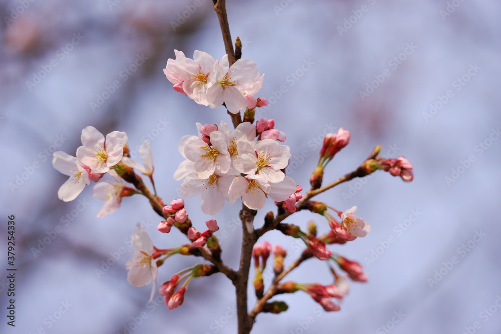 桜が咲く日本の風景