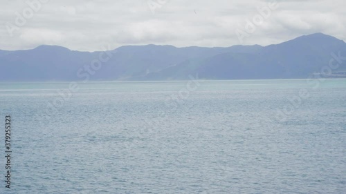 A large pod of dolphins swimming along the shoreline in New Zealand. Mountains are far in the distance on a cloudy day.