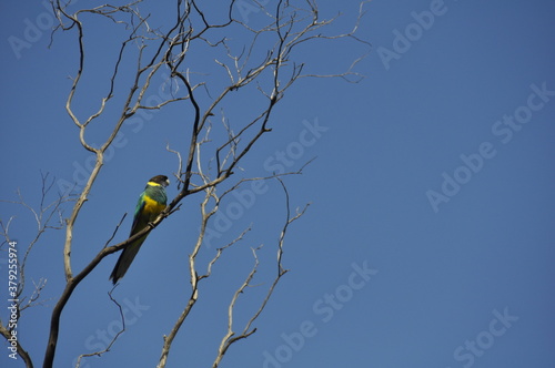 A ringneck rosella perched in a barren tree