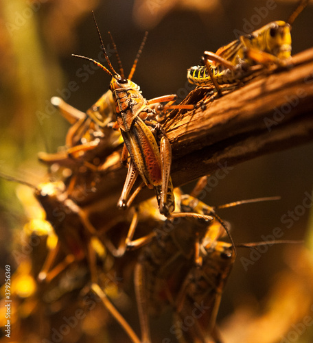 grasshopper on branch © SPD