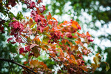 Autumn viburnum tree with bunches of red ripe berries. Selective focus.
