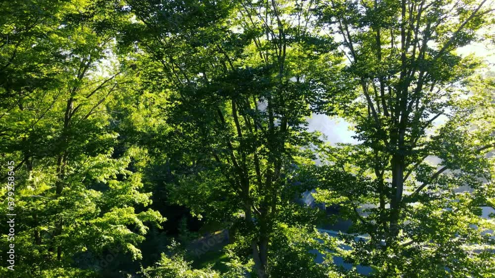 An Aerial pan inside a smoke filled forest filled with green trees and heavy smoke. An Aerial pan inside a smoke filled forest filled with green trees and heavy smoke.