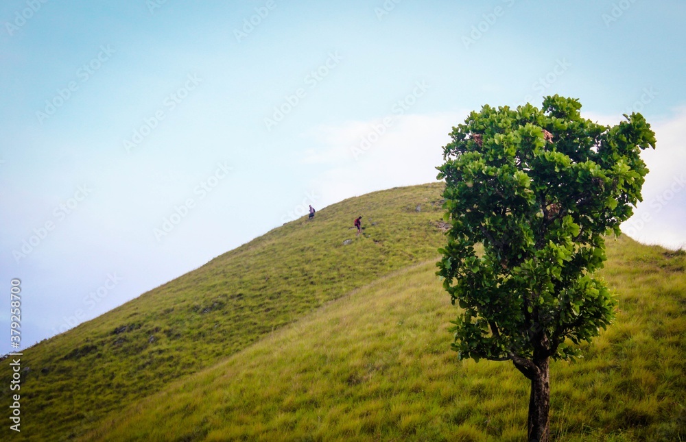 Fototapeta premium Mountain with alone tree
