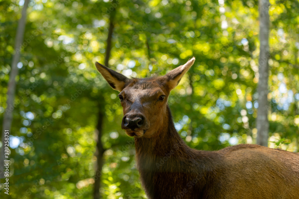 The elk (Cervus canadensis) or wapiti. Head female close-up. The elk (Cervus canadensis) or wapiti. Head female close-up.