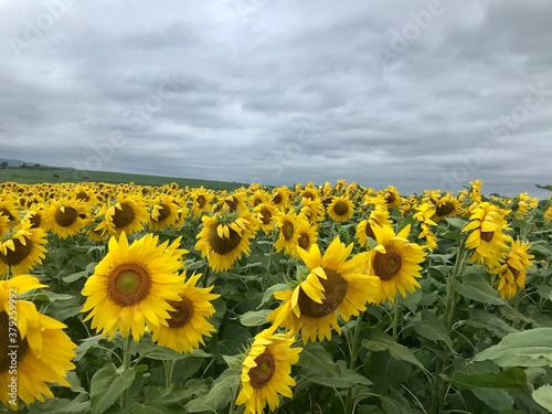 sunflowers in the field