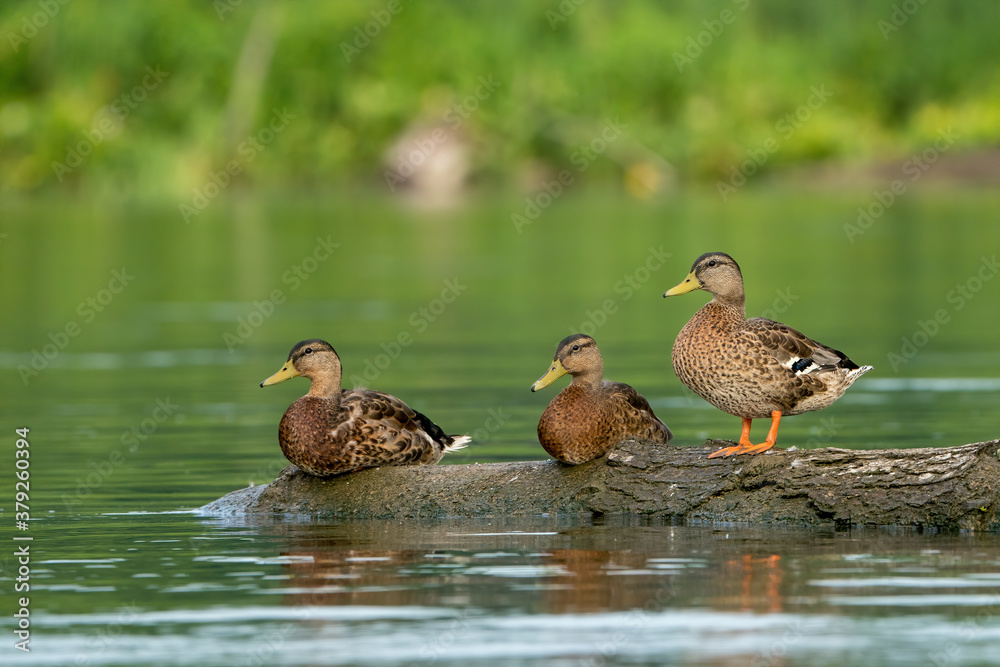 Foto Ducks on a log on the Potomac River