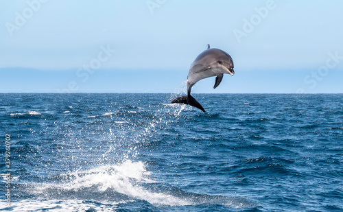 Bottlenose Dolphin Jumps Out Of Beautiful Blue Pacific Ocean