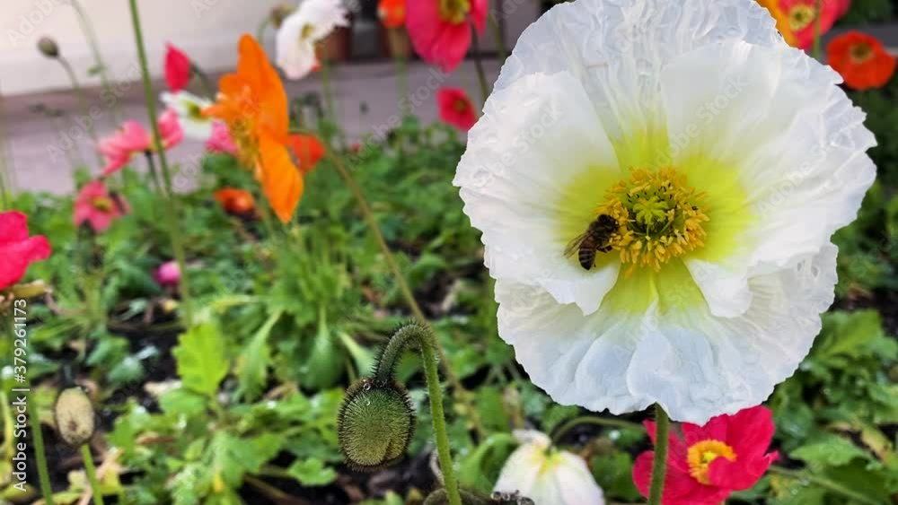 Busy honey bee pollinating white flower in colorful poppy garden Busy honey bee pollinating white flower in colorful poppy garden