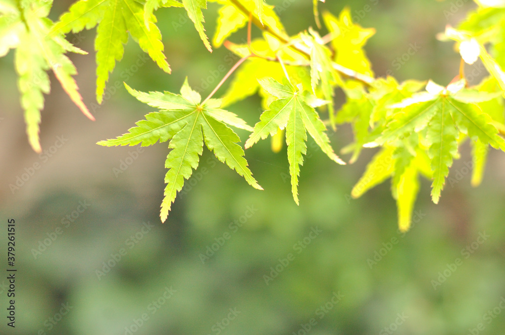 紅葉を始めたモミジ 紅葉を始めたモミジ