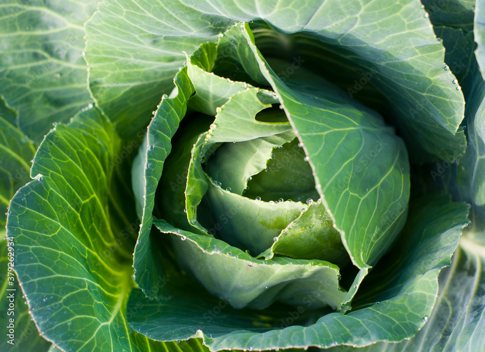 Obraz premium Creative flat lay view from above. Soda plant, White cabbage.