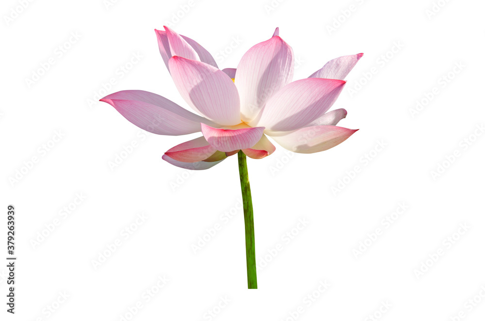 pink water lily flower (lotus) and white background. The lotus flower (water lily) is national flower for India. Lotus flower is a important symbol in Asian culture.