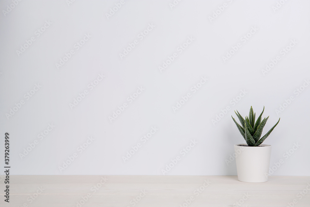 Mini plant succulent on wooden white desk, little plant and leaf in potted on table, copy space, nobody, tree in pot for decoration in home, texture background, spring and summer.