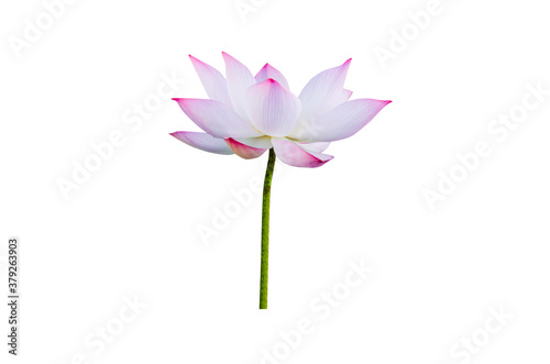pink water lily flower  lotus  and white background. The lotus flower  water lily  is national flower for India. Lotus flower is a important symbol in Asian culture.