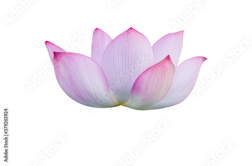 Lotus flower isolated on white background with Clipping Paths.