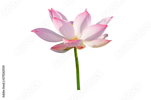 pink water lily flower (lotus) and white background. The lotus flower (water lily) is national flower for India. Lotus flower is a important symbol in Asian culture.