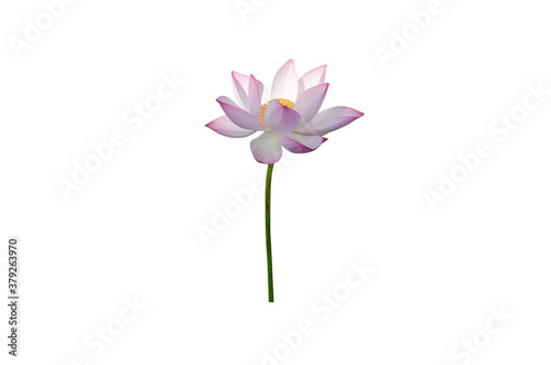 pink water lily flower (lotus) and white background. The lotus flower (water lily) is national flower for India. Lotus flower is a important symbol in Asian culture.