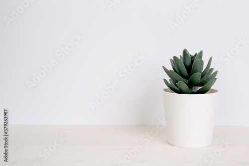 Mini plant succulent on wooden white desk, little plant and leaf in potted on table, copy space, nobody, tree in pot for decoration in home, texture background, spring and summer.