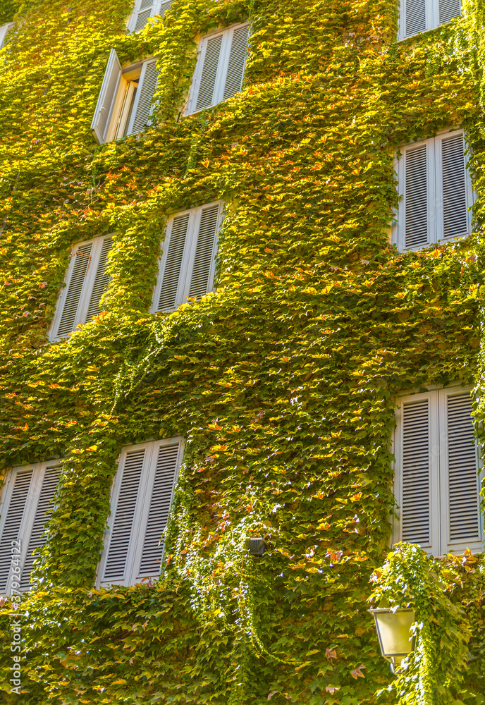 The wall of an apartment building in Rome overgrown with plants The wall of an apartment building in Rome overgrown with plants