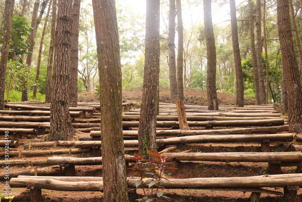 Pine forests Mangunan is an exotic romantic jungle located in Mangunan Village, Dlingo, Bantul Regency, Yogyakarta. Pine forests Mangunan is an exotic romantic jungle located in Mangunan Village, Dlingo, Bantul Regency, Yogyakarta.