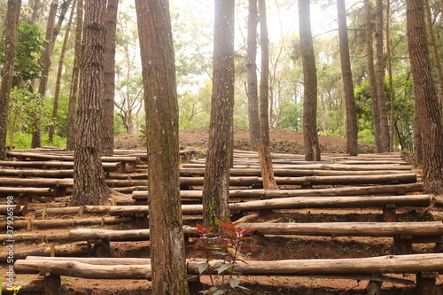 Pine forests Mangunan is an exotic romantic jungle located in Mangunan Village  Dlingo  Bantul Regency  Yogyakarta.