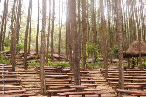 Fototapeta Naklejka Na Ścianę i Meble -  Pine forests Mangunan is an exotic romantic jungle located in Mangunan Village, Dlingo, Bantul Regency, Yogyakarta.