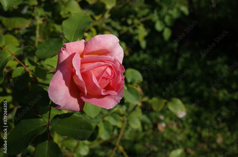 Light Pink Flower of Rose 'Radio Times' in Full Bloom
