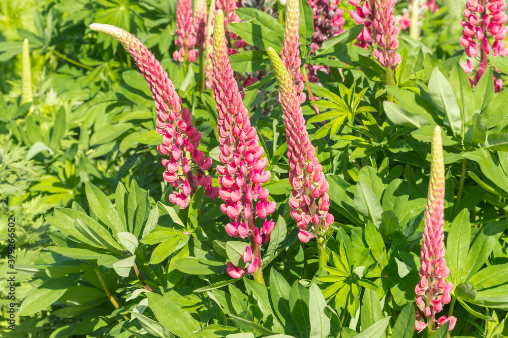 closeup of a lupinus plant with pink flowers in bloom and blurred background closeup of a lupinus plant with pink flowers in bloom and blurred background