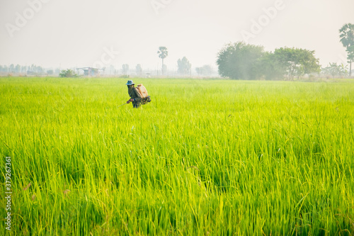 Thai rice farmer spraying pesticides or herbicides in paddy farm plant peaceful, Thailand. Agriculture green rice field landscape against blue sky with clouds background. Environment harvest cereal.