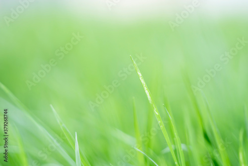 Abstract blurred background of the grass