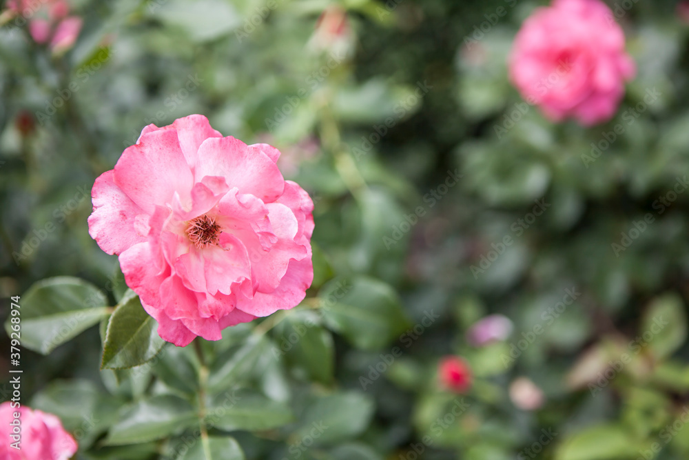 flowers blossoming in the spring flowers blossoming in the spring