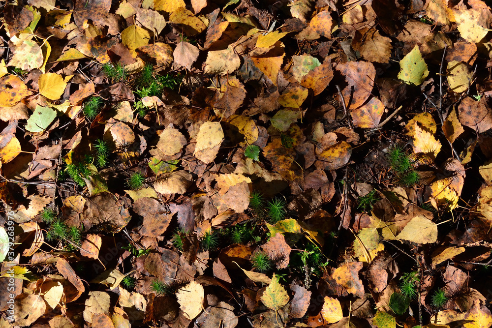 Autumn fallen leaves on wet brown forest soil and green moss. Autumn background with forest litter.