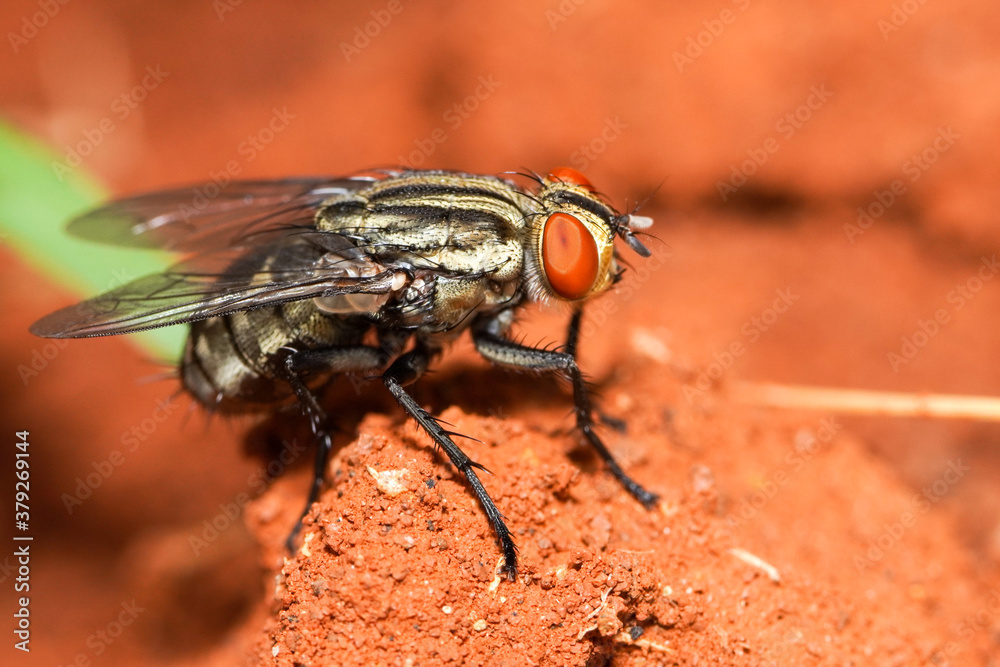 Macro photo of a housefly on soil ground, extreme close up of house fly with red eyes on the ground. Macro photo of a housefly on soil ground, extreme close up of house fly with red eyes on the ground.