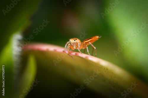 Macro photo of a jumping spider on a leaf, extreme close up photo of a small jumping spider. © Séa