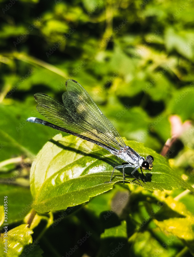 dragonfly on a leaf dragonfly on a leaf