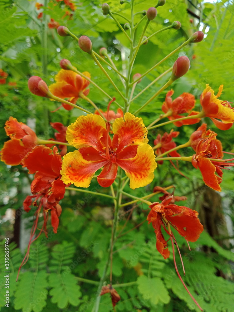 red and yellow flowers red and yellow flowers