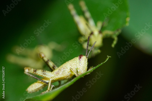 Macro photo of a group of nymph feeding on a green leaf, extreme close up photo of juvenile grasshoppers eating on a green leaf.