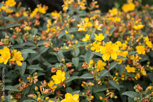 flowers blossoming in the spring