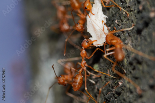 Macro photo of red fire ants colony carrying food together, extreme close up of a group of fire ants on a tree with food.