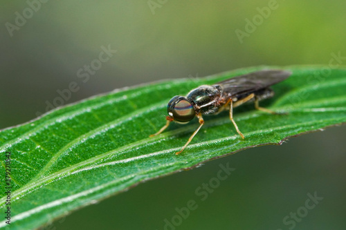 Macro photo of a stiletto fly on a green leaf, extreme close up of a stiletto fly.