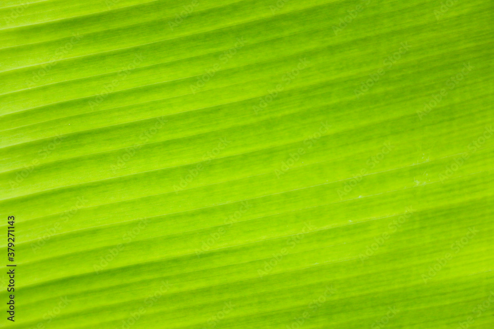 fresh green Leaf texture background of banana fresh green Leaf texture background of banana