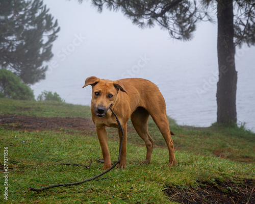 Wallpaper Mural portrait of mixed breed brown big dog in misty forest Torontodigital.ca