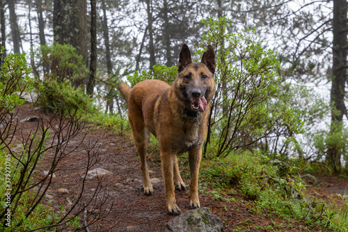 portrait of Belgian Malinois shepherd purebred dog in foggy forest