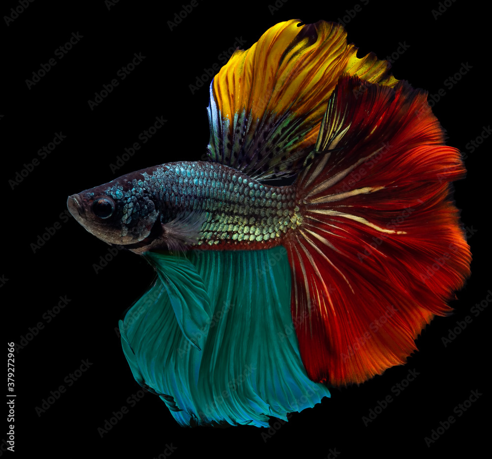 Fototapeta premium Rhythmic of colorful betta fish, Beautiful movement of Siamese fighting fish, Betta splendens, Halfmoon betta of Thailand isolated on black background.
