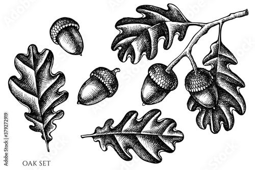 Vector set of hand drawn black and white oak