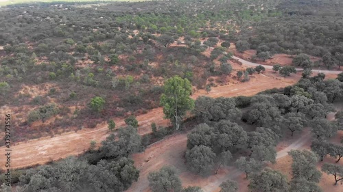 Aerial footage quickly circling a tree taller and greener than the other trees in the forest. A forest firebreak can be seen. Another point of view photo