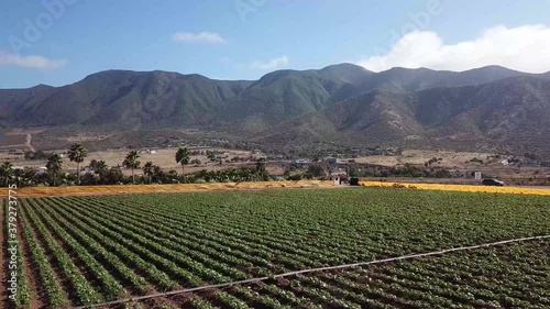 Aerial shot of Ensenada coastal vineyards photo