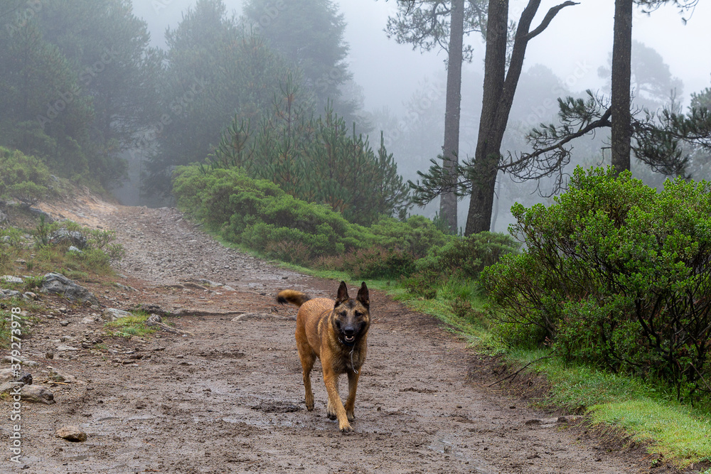 portrait of Belgian Malinois shepherd purebred dog in foggy forest portrait of Belgian Malinois shepherd purebred dog in foggy forest