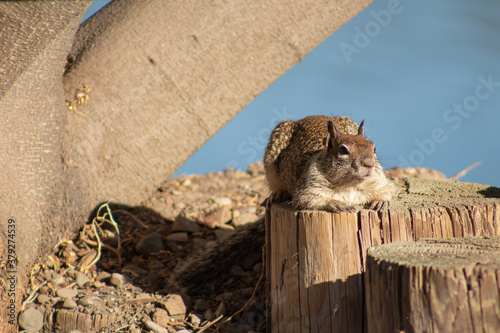 squirrel on a Tree stump near lake