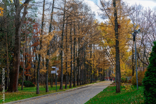 Asphalt path in the autumn Park. A path in the autumn Park for walking.